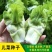儿菜种子娃娃菜抱母子脆嫩娃娃菜芥菜泡菜青菜头秋季播耐寒蔬