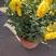 清明节用菊优质龙爪菊各种规格菊花品种都有