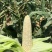 水果玉米,双色玉米,万糯2000,供应各大电商平台