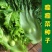 农家传统精品瘤瘤菜种子瘤芥菜种籽弥陀芥菜脆嫩鲜食腌制春秋