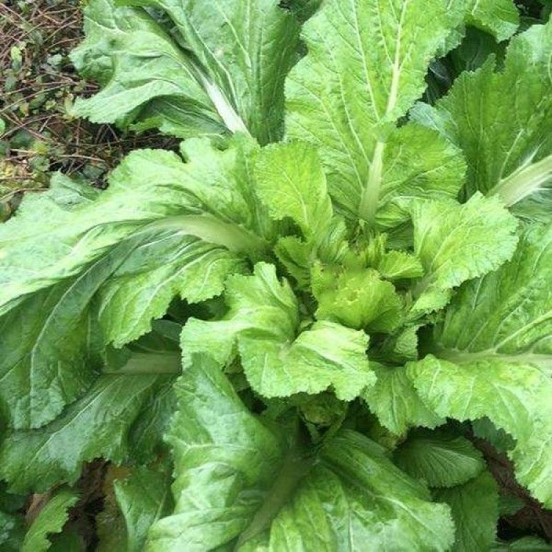 农家传统精品瘤瘤菜种子瘤芥菜种籽弥陀芥菜脆嫩鲜食腌制春秋