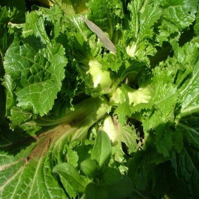 农家传统精品瘤瘤菜种子瘤芥菜种籽弥陀芥菜脆嫩鲜食腌制春秋