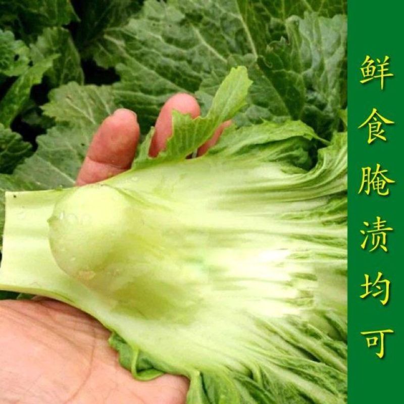 农家传统精品瘤瘤菜种子瘤芥菜种籽弥陀芥菜脆嫩鲜食腌制春秋