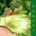 农家传统精品瘤瘤菜种子瘤芥菜种籽弥陀芥菜脆嫩鲜食腌制春秋