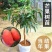 芒果树苗特大四季果树苗南方北方种植嫁接芒果苗盆栽果苗当年
