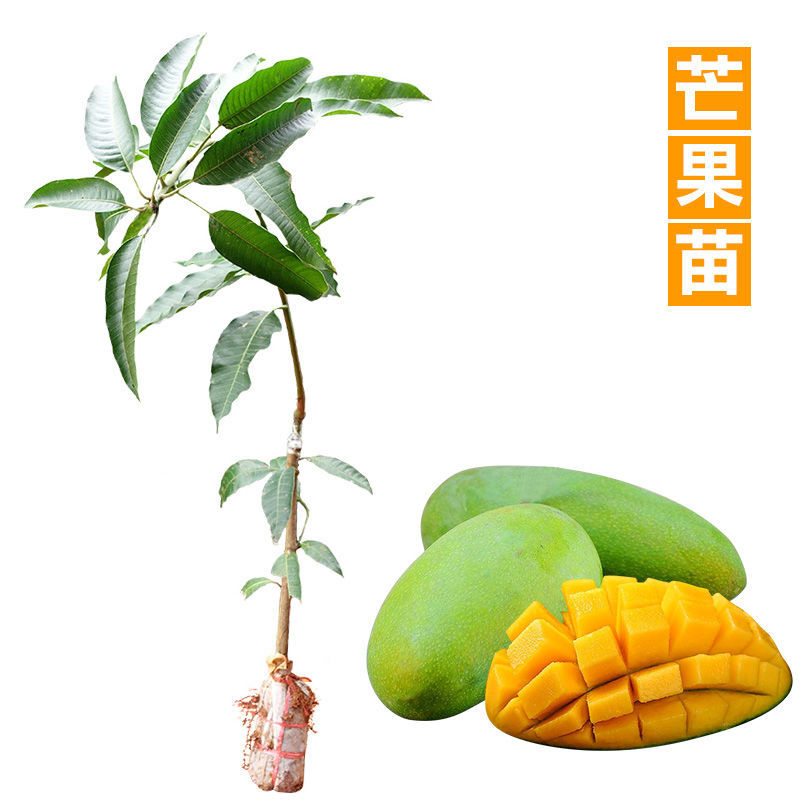芒果树苗特大四季果树苗南方北方种植嫁接芒果苗盆栽果苗当年
