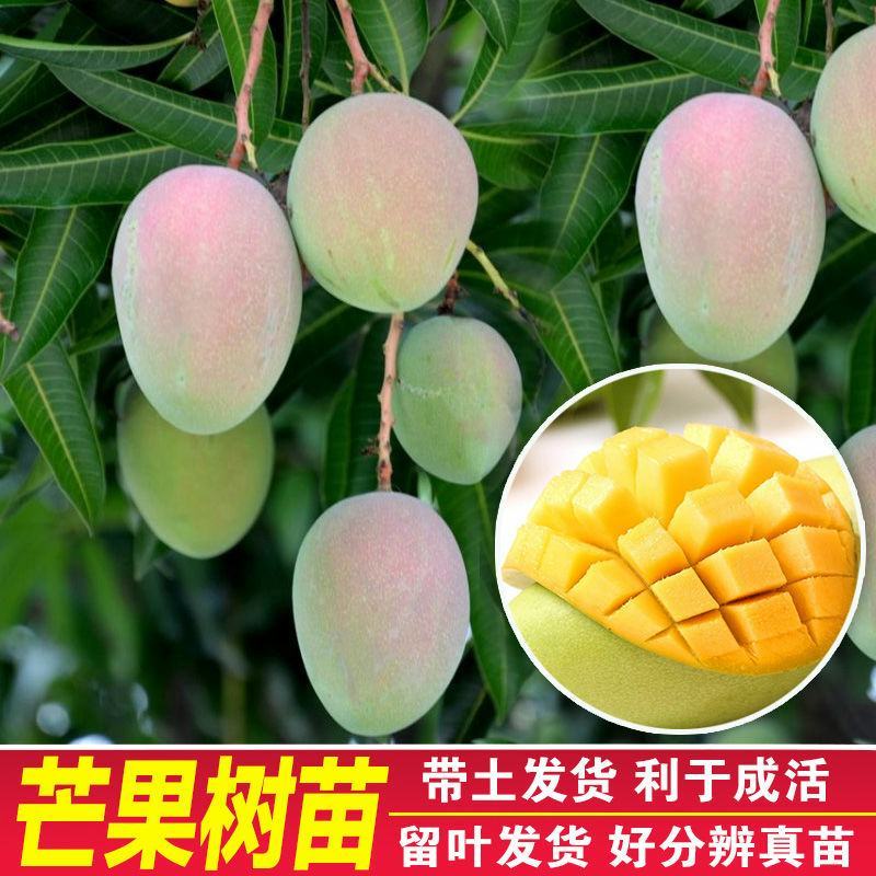 芒果树苗特大四季果树苗南方北方种植嫁接芒果苗盆栽果苗当年