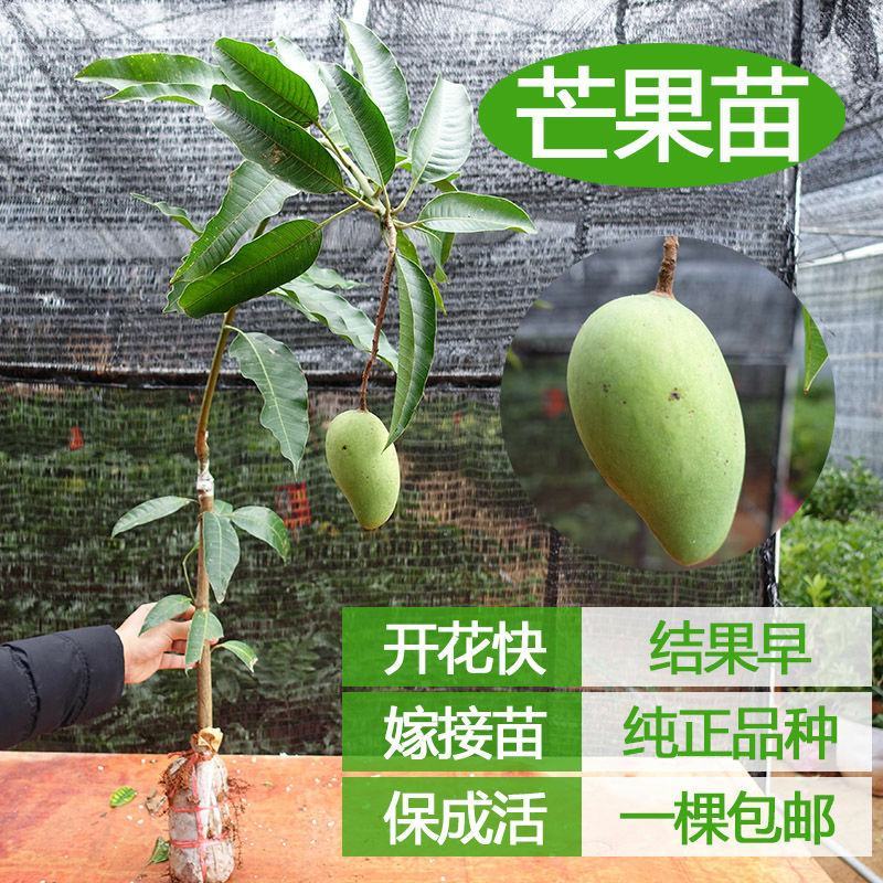 芒果树苗特大四季果树苗南方北方种植嫁接芒果苗盆栽果苗当年