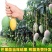 芒果树苗特大四季果树苗南方北方种植嫁接芒果苗盆栽果苗当年