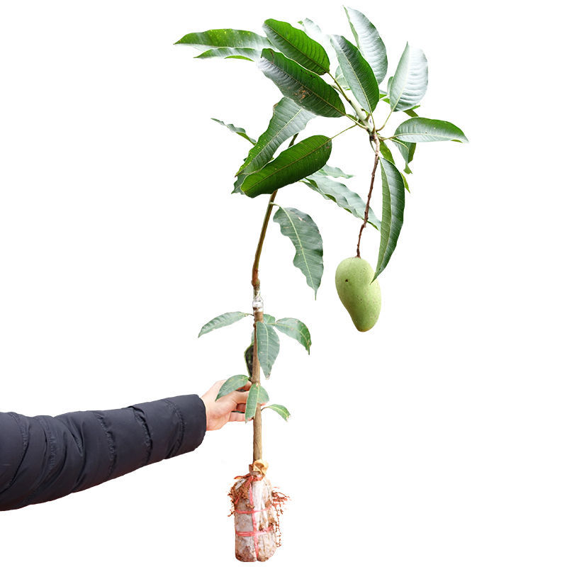 芒果树苗特大四季果树苗南方北方种植嫁接芒果苗盆栽果苗当年