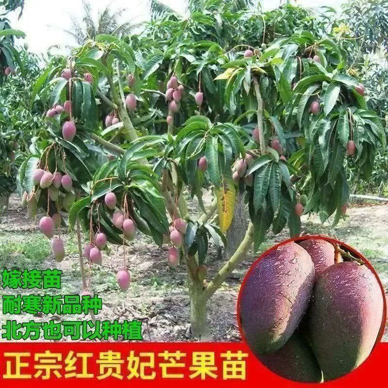 芒果树苗特大四季果树苗南方北方种植嫁接芒果苗盆栽果苗当年