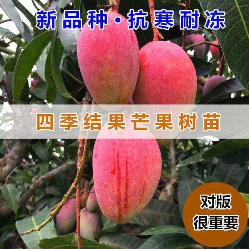 芒果树苗特大四季果树苗南方北方种植嫁接芒果苗盆栽果苗当年