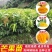 芒果树苗特大四季果树苗南方北方种植嫁接芒果苗盆栽果苗当年