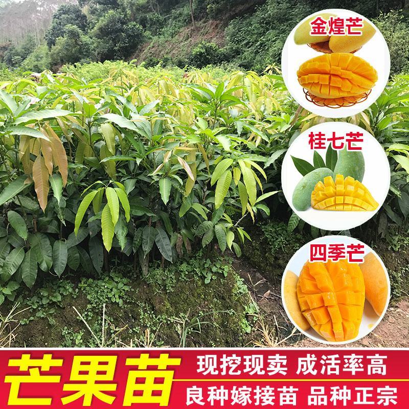 芒果树苗特大四季果树苗南方北方种植嫁接芒果苗盆栽果苗当年