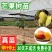 芒果树苗特大四季果树苗南方北方种植嫁接芒果苗盆栽果苗当年