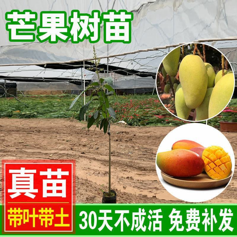 芒果树苗特大四季果树苗南方北方种植嫁接芒果苗盆栽果苗当年