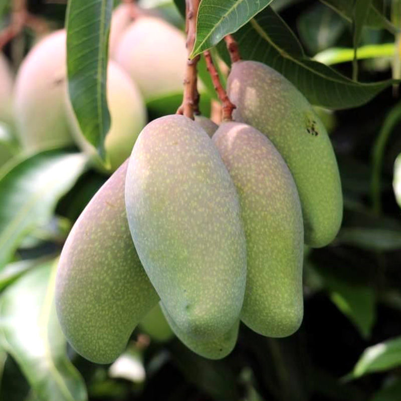 芒果树苗特大四季果树苗南方北方种植嫁接芒果苗盆栽果苗当年