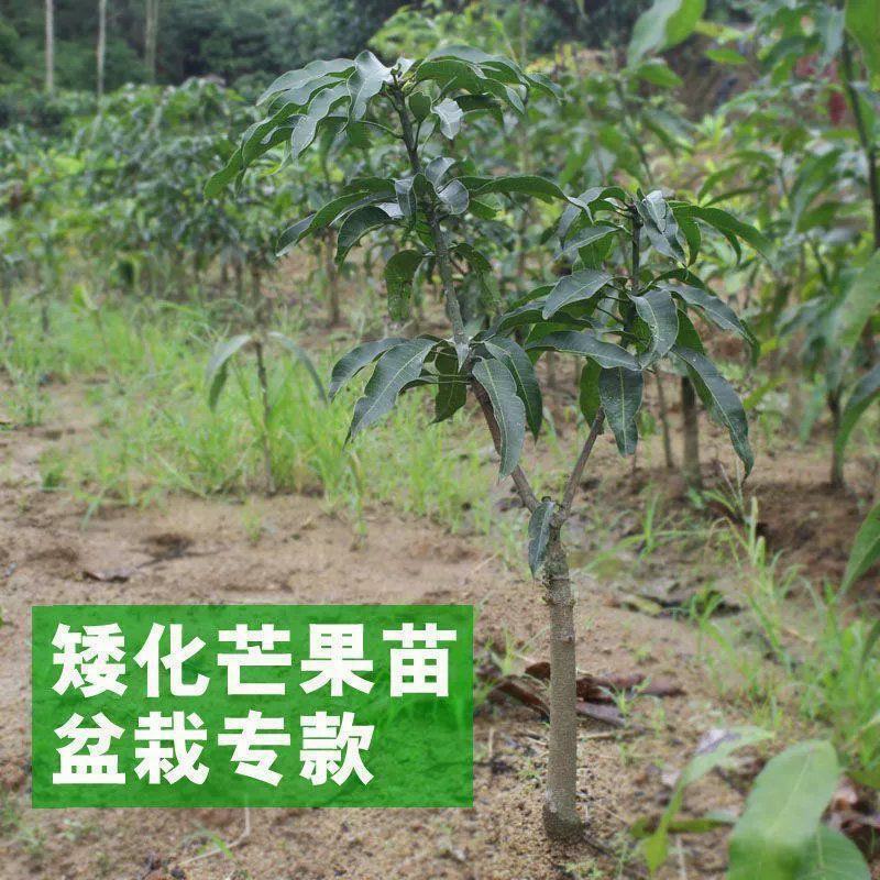 芒果树苗特大四季果树苗南方北方种植嫁接芒果苗盆栽果苗当年