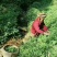 金秀大瑶山野生七叶绞股蓝，精选特级养生精品茶