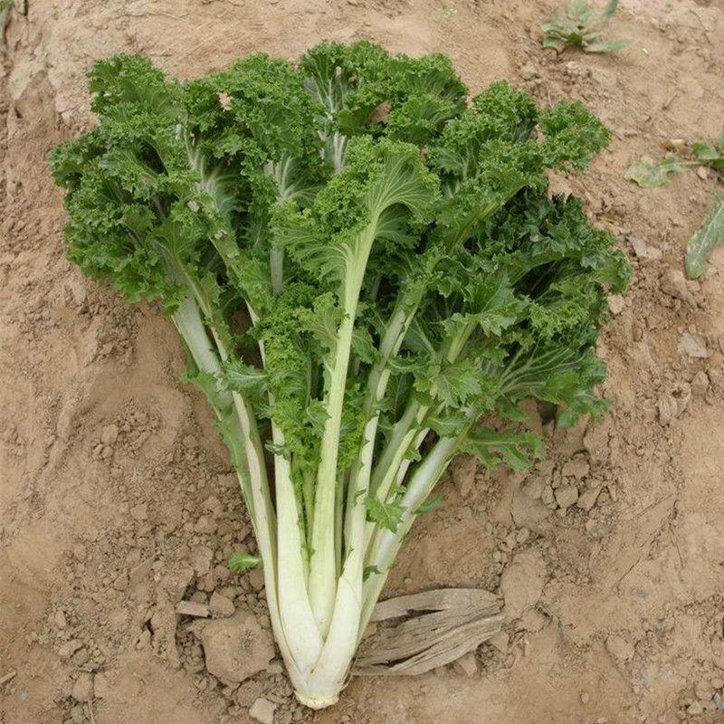 绿绒菜种子春不老黑菜种子青菜种籽庭院秋冬蔬菜种孑籽