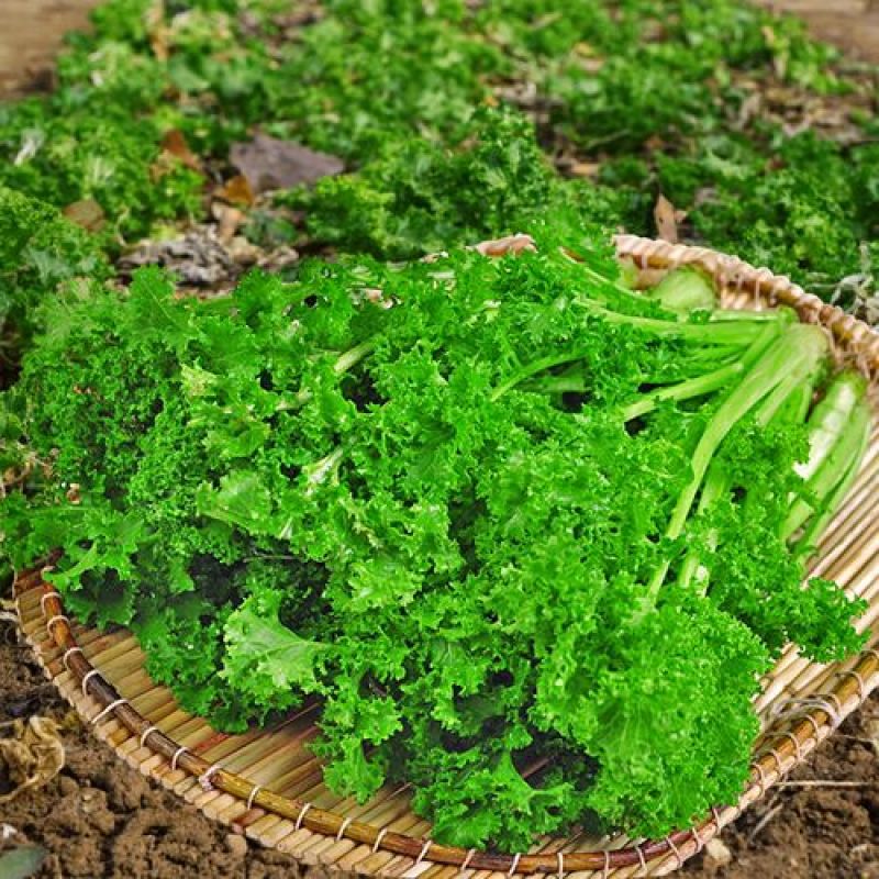 绿绒菜种子春不老黑菜种子青菜种籽庭院秋冬蔬菜种孑籽