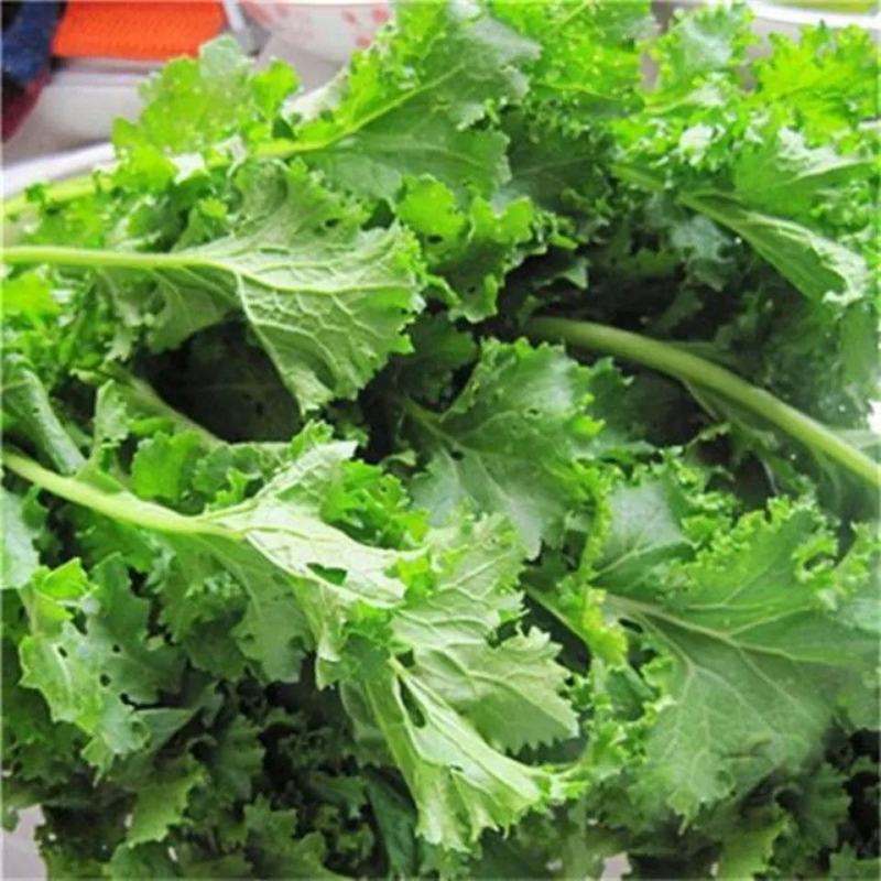 绿绒菜种子春不老黑菜种子青菜种籽庭院秋冬蔬菜种孑籽