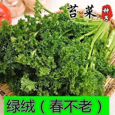 绿绒菜种子春不老黑菜种子青菜种籽庭院秋冬蔬菜种孑籽