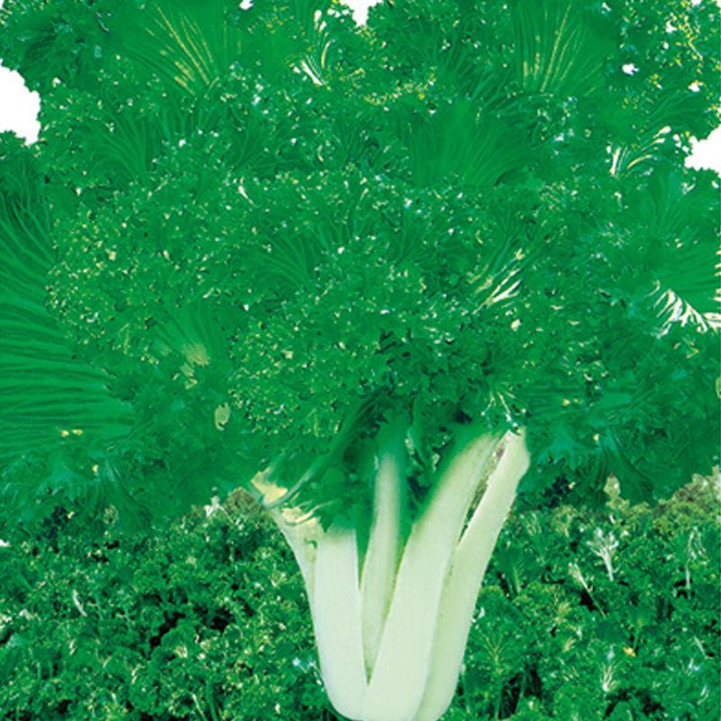 绿绒菜种子春不老黑菜种子青菜种籽庭院秋冬蔬菜种孑籽