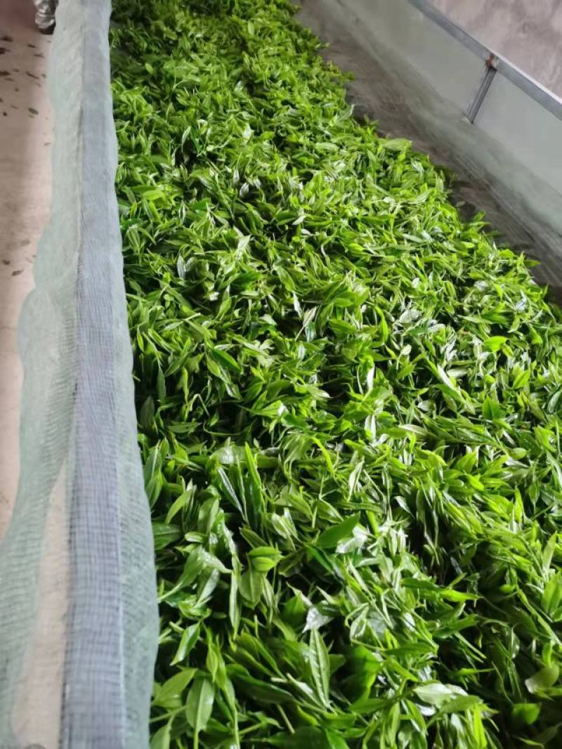 广西大瑶山野生古树红茶，明前茶芽机制手工制作均有