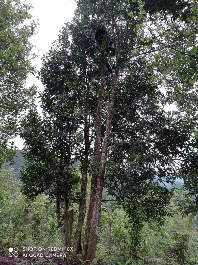 广西大瑶山野生古树红茶，明前茶芽机制手工制作均有