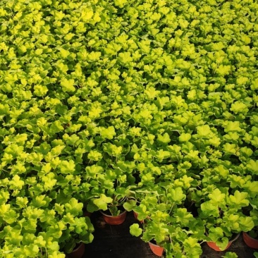 优质矾根耐寒基地直发量大从优