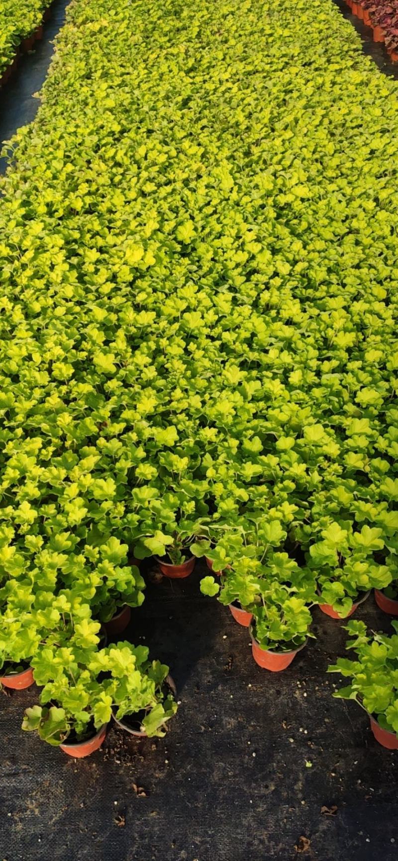 优质矾根耐寒基地直发量大从优
