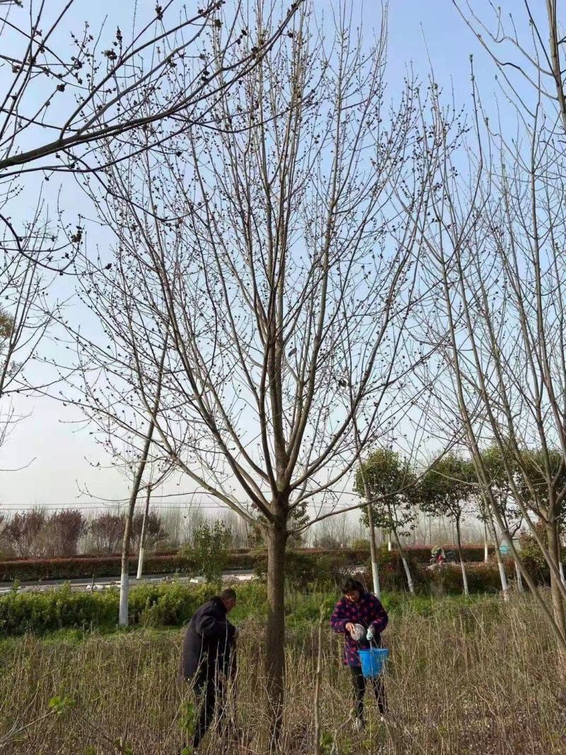 白蜡树1215182025规格齐全10~25cm现号现挖