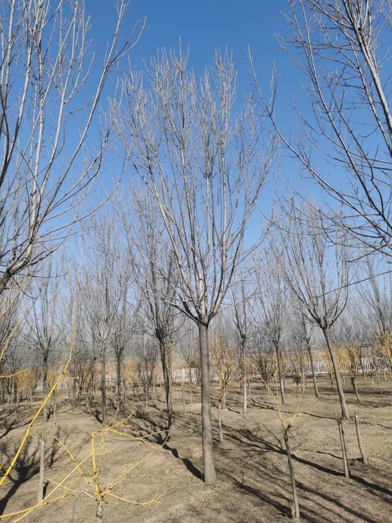 白蜡树1215182025规格齐全10~25cm现号现挖