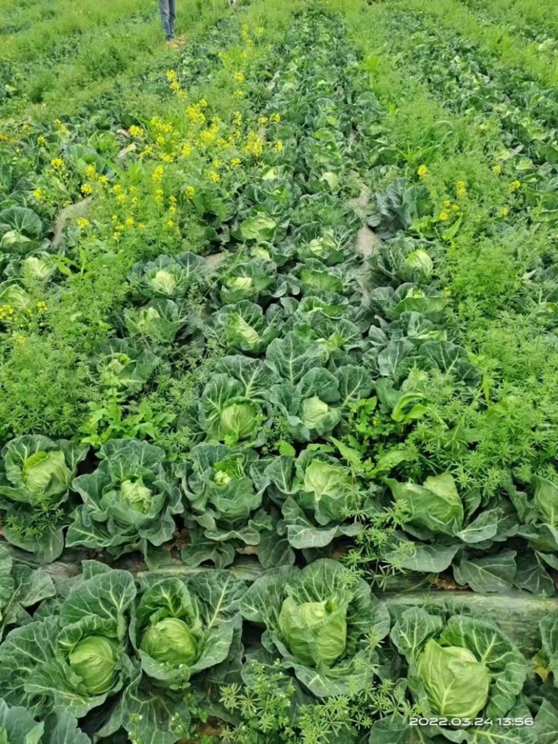 【热卖】精品牛心甘蓝产地直供专业代办可视频看货欢迎