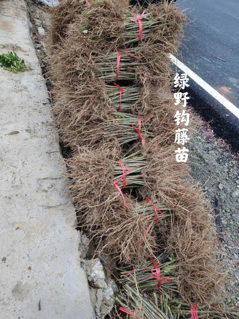 钩藤苗大叶金钩藤苗双钩藤苗鹰爪风苗现挖现卖量大价优