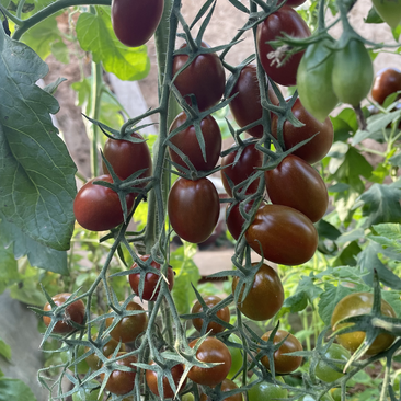 美娇紫色超甜樱桃番茄种子抗病毒紫千禧圣女果种籽产量高