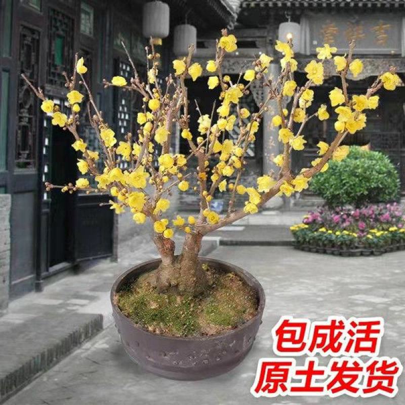 腊梅花树苗盆栽梅花盆景腊梅耐寒老桩浓香型花卉植物室内阳台