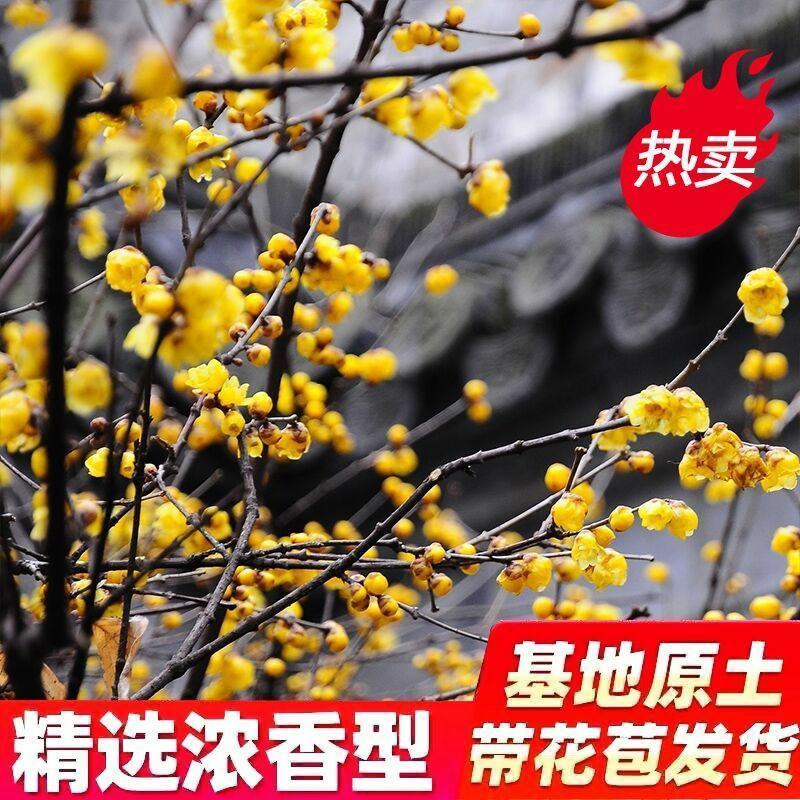 腊梅花树苗盆栽梅花盆景腊梅耐寒老桩浓香型花卉植物室内阳台