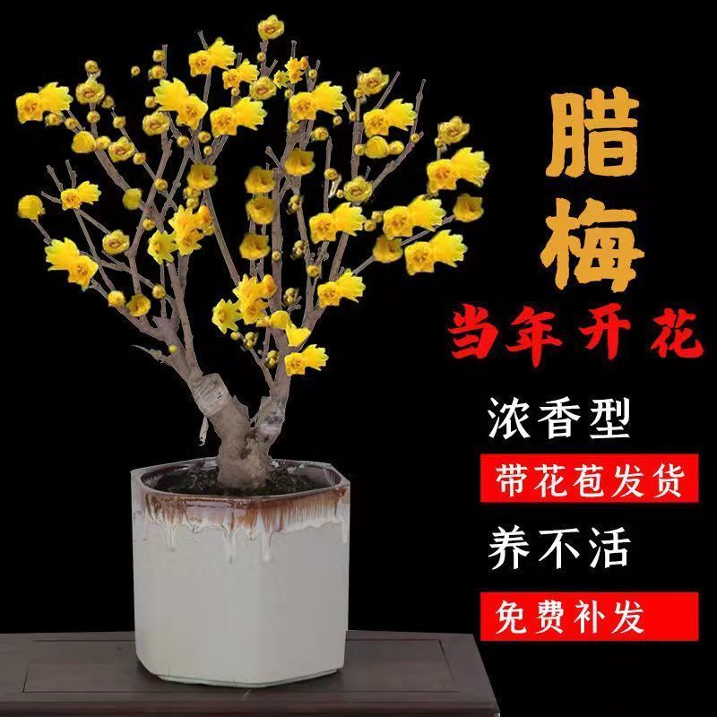 腊梅花树苗盆栽梅花盆景腊梅耐寒老桩浓香型花卉植物室内阳台