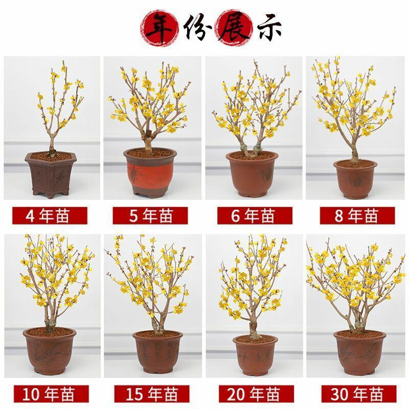 腊梅花树苗盆栽梅花盆景腊梅耐寒老桩浓香型花卉植物室内阳台
