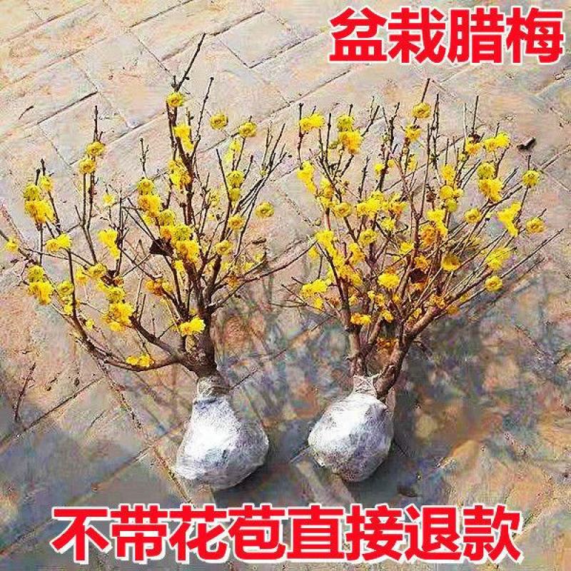 腊梅花树苗盆栽梅花盆景腊梅耐寒老桩浓香型花卉植物室内阳台