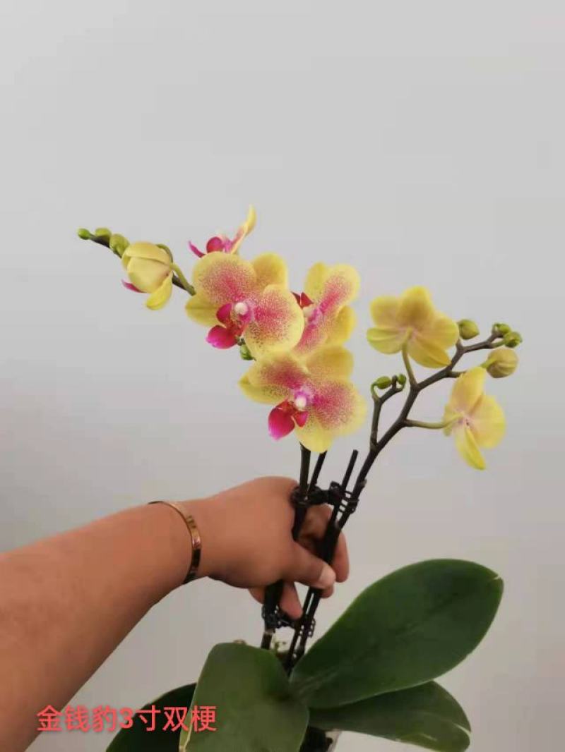 金钱豹蝴蝶兰3寸双梗数量不多一箱30装一装14品质非常靓