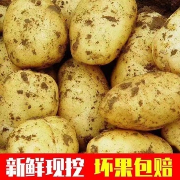 2026年新沃土土豆，留平一号，黄皮黄心，都是一手货源。