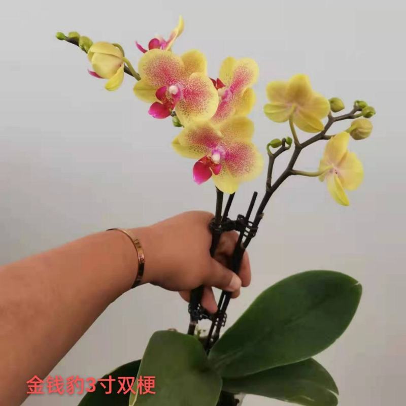 金钱豹蝴蝶兰3寸双梗数量不多一箱30装一装14品质非常靓