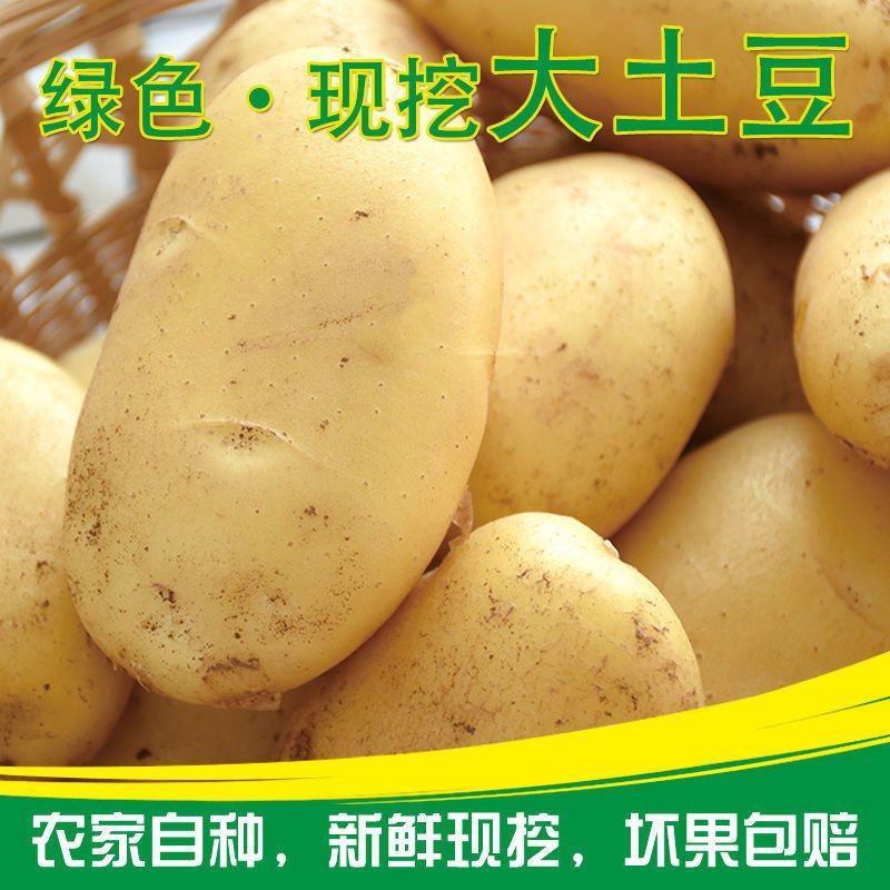 V7荷兰十五土豆，商超品质**，可视频验货