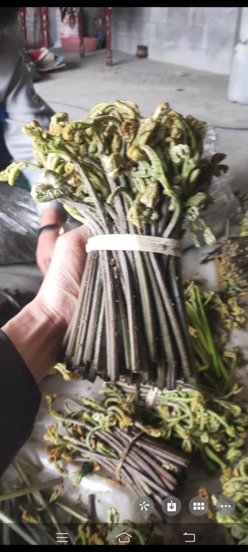 蕨菜干