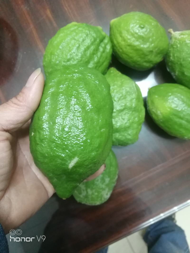 广东香水柠檬产地江门，种苗果品自产自销，对接品牌柠檬茶店