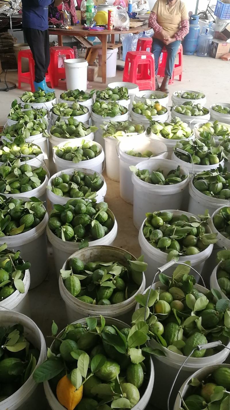 广东香水柠檬产地江门，种苗果品自产自销，对接品牌柠檬茶店
