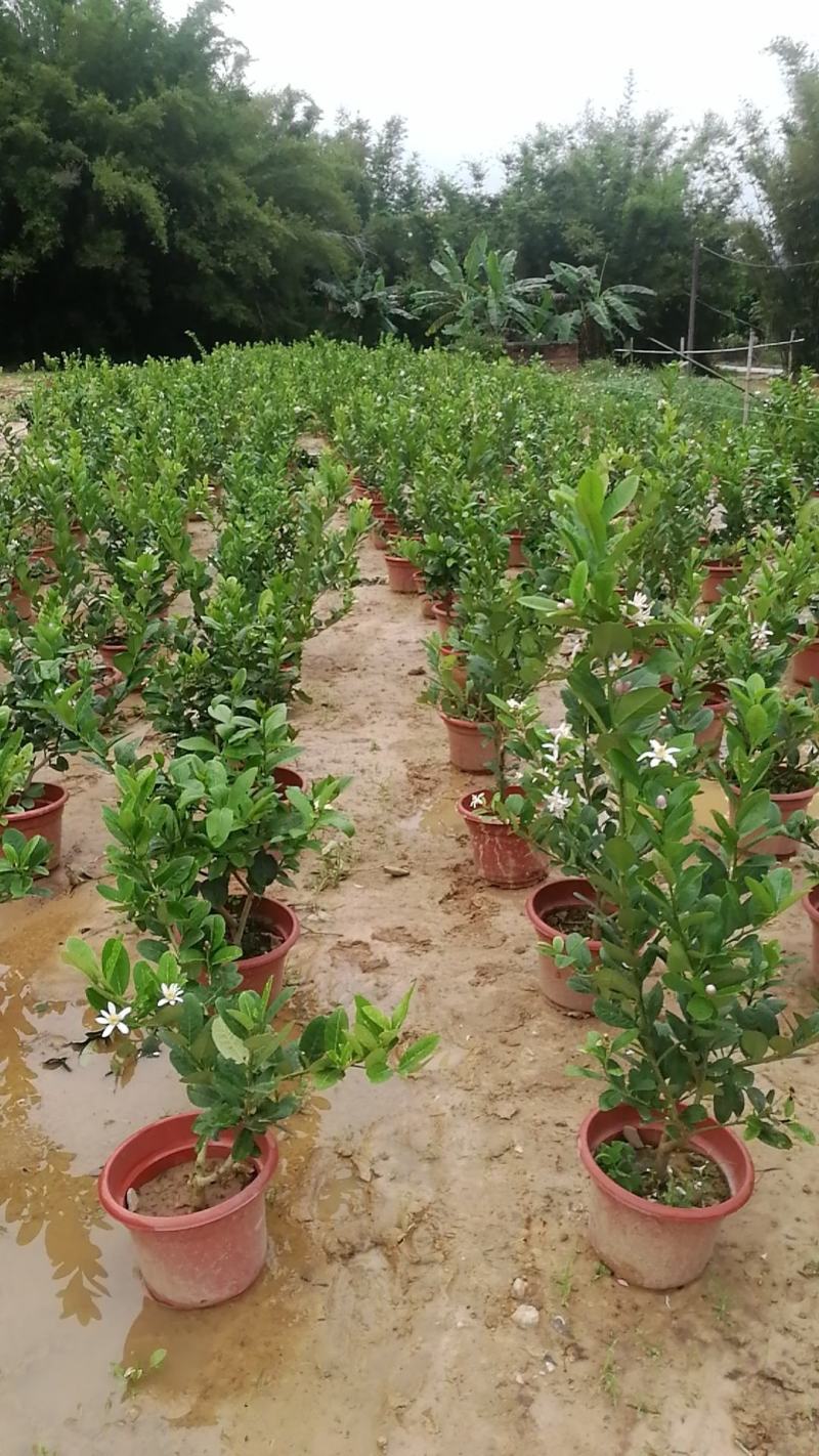 广东香水柠檬产地江门，种苗果品自产自销，对接品牌柠檬茶店